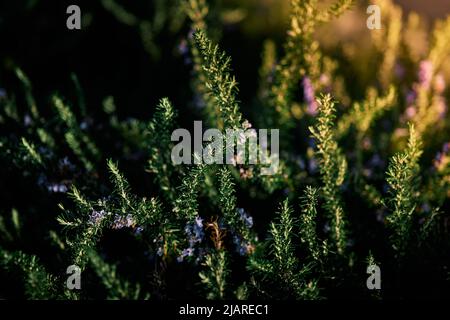 Rosmarinpflanze blüht im Frühling während der goldenen Stunde Stockfoto