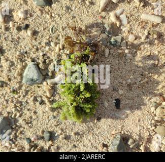 Ein Haufen grüner Algen am Sandstrand am sonnigen Nachmittag Stockfoto