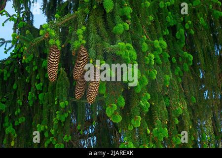 Norwegen Fichtenbaum mit neuem Wachstum und Zapfen (Picea vabes). Stockfoto