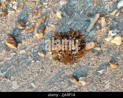 Ein Haufen brauner Algen am Sandstrand am sonnigen Nachmittag Stockfoto