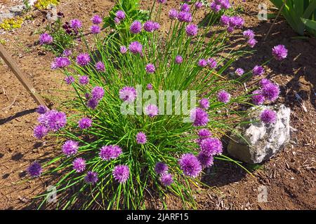 Gewöhnlicher Schnittlauch, der im Frühling blüht (Allium schoenoprasum) Stockfoto