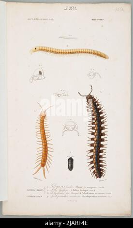 Myriapods Plansza stammt aus dem Universal Dictionary of Natural History Zusammenfassung und Vervollständigung aller Fakten präsentiert von der Enzyklopädien, /. In einer Sammlung von Tafeln aus verschiedenen Alben der Naturgeschichte Lebrun, Le Vaillant, François (1753 1824), Folliau Imp. Stockfoto