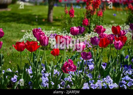 Garten mit Tulpen im Vordergrund und gewöhnlichem Foxglove digitalis im Hintergrund Stockfoto