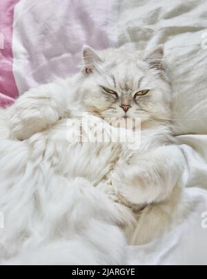 Britische Langhaar-weiße Katze liegt auf dem Rücken im Bett. Stockfoto