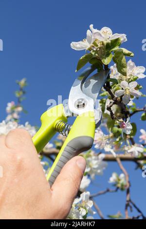 Der männliche Bauer ist für den Garten da. Beschneidung von Obstbäumen. Der Mann mit dem Vorschnitt scheren Äste des Apfelbaums Stockfoto