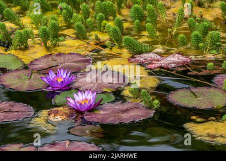 Violette ägyptische Lotuswasserlilie blüht mit Blättern aus der Nähe, die im Wasser schweben. Stockfoto