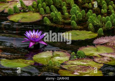Violette ägyptische Lotuswasserlilie blüht mit Blättern aus der Nähe, die im Wasser schweben. Stockfoto