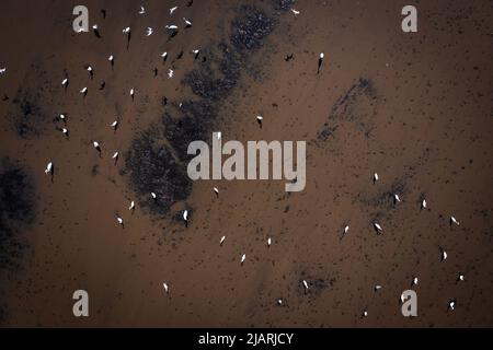 Luftaufnahme von thailändischen Kranichen, Reiher und Mynas Birds, die über dem Reisfeld in Suphan Buri, Thailand, fliegen Stockfoto