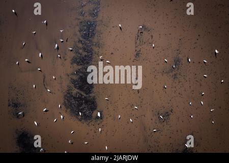 Luftaufnahme von thailändischen Kranichen, Reiher und Mynas Birds, die über dem Reisfeld in Suphan Buri, Thailand, fliegen Stockfoto