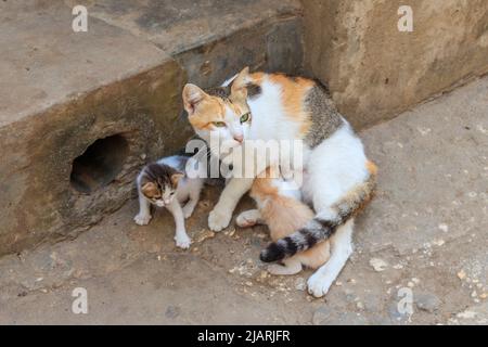 Streunende Katze mit zwei Kätzchen auf einer Stadtstraße Stockfoto