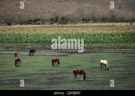 Ponys grasen auf einem Grasland neben einem Maisfeld in East Sumba, East Nusa Tenggara, Indonesien. Stockfoto