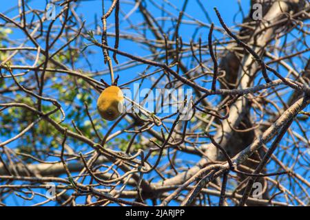 Afrikanisches Baobab-Obst oder Affenbrot, das auf einem Baobab-Baum wächst (Adansonia digitata) Stockfoto