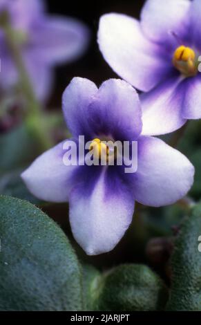 NAHAUFNAHME DER VIOLETTEN BLÜTEN EINER TOPFVIOLETTPFLANZE SAINTPAULIA IONANTHA, EINER BELIEBTEN INNENPFLANZE. Stockfoto