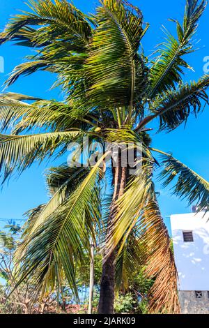 Kokospalme (Cocos nucifera) mit reifenden Kokosnüssen vor blauem Himmel Stockfoto