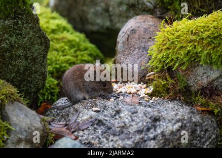 Bankvole [ Myodes glareolus ], die Samen auf der alten Steinmauer füttern, Großbritannien Stockfoto