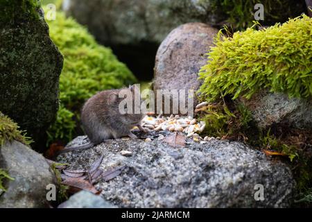 Bankvole [ Myodes glareolus ], die Samen auf der alten Steinmauer füttern, Großbritannien Stockfoto