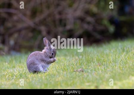 Baby european Rabbit [ Oryctolagus cuniculus ] im heimischen Garten, Großbritannien Stockfoto