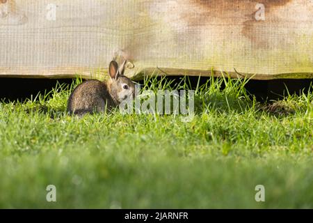 Baby european Rabbit [ Oryctolagus cuniculus ] im heimischen Garten, Großbritannien Stockfoto