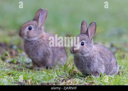 Junge europäische Kaninchen [ Oryctolagus cuniculus ] ernähren sich auf Grünland, Großbritannien Stockfoto