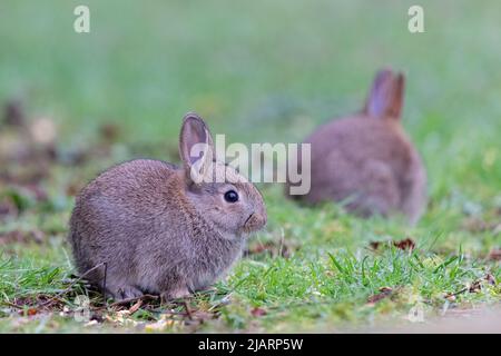 Junge europäische Kaninchen [ Oryctolagus cuniculus ] ernähren sich auf Grünland, Großbritannien Stockfoto