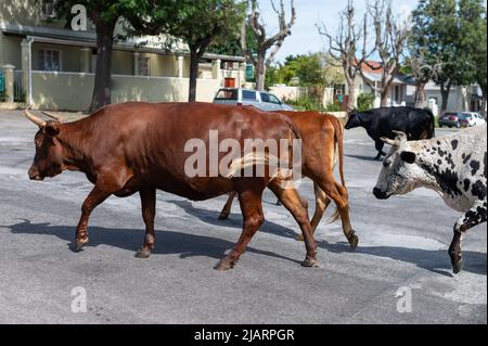 Vieh gesehen Kreuzung Straße in Wohngebiet Stockfoto