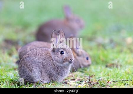 Junge europäische Kaninchen [ Oryctolagus cuniculus ] auf Grasland, Großbritannien Stockfoto