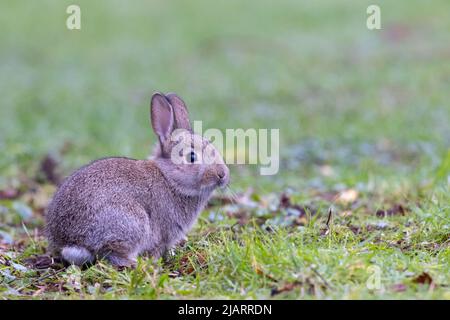 Junger europäischer Hase [ Oryctolagus cuniculus ] auf Grasland, Großbritannien Stockfoto