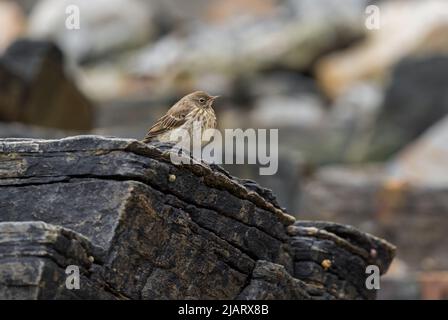 European Rock Pipit - Anthus petrosus, kleiner brauner Barschvogel von der europäischen Meer- und Ozeanküste und Klippen, Runde Island, Norwegen. Stockfoto