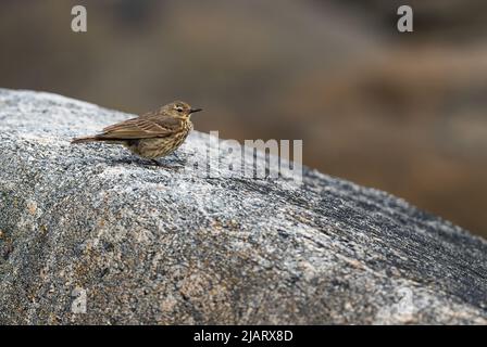 European Rock Pipit - Anthus petrosus, kleiner brauner Barschvogel von der europäischen Meer- und Ozeanküste und Klippen, Runde Island, Norwegen. Stockfoto