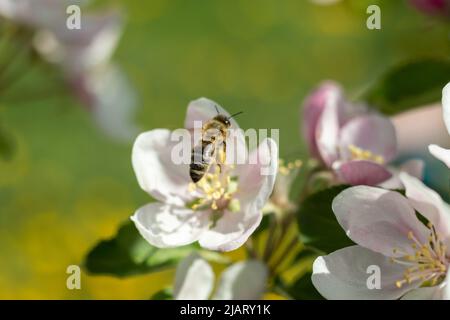 Eine fliegende Honigbiene sammelt Bienenpollen aus Apfelblüten. Die Biene sammelt Honig. Verschwommener Naturhintergrund. Selektiver Fokus. Stockfoto