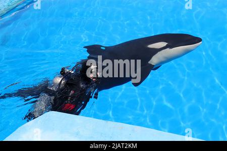 Shanghai. 10. September 2021. Ein Mitarbeiter schwimmt mit einem Killerwal-Kalb im Shanghai Haichang Ocean Park im ostchinesischen Shanghai, 31. Mai 2022. Der Shanghai Haichang Ocean Park gab am Mittwoch bekannt, dass ein Killerwal-Kalb erfolgreich im Park gezüchtet wurde und zu einem bestimmten Zeitpunkt sein öffentliches Debüt geben sollte. Das männliche Kalb, geboren am 10. September 2021, war in einem gesunden Zustand. Quelle: Fang Zhe/Xinhua/Alamy Live News Stockfoto