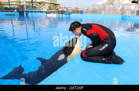 Shanghai. 10. September 2021. Ein Killerwal-Kalb interagiert mit einem Mitarbeiter im Shanghai Haichang Ocean Park im ostchinesischen Shanghai, 31. Mai 2022. Der Shanghai Haichang Ocean Park gab am Mittwoch bekannt, dass ein Killerwal-Kalb erfolgreich im Park gezüchtet wurde und zu einem bestimmten Zeitpunkt sein öffentliches Debüt geben sollte. Das männliche Kalb, geboren am 10. September 2021, war in einem gesunden Zustand. Quelle: Fang Zhe/Xinhua/Alamy Live News Stockfoto