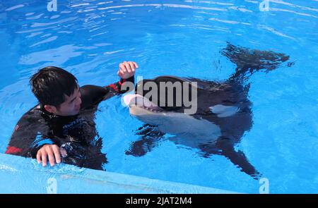 Shanghai. 10. September 2021. Ein Mitarbeiter spielt mit einem Killerwal-Kalb im Shanghai Haichang Ocean Park im ostchinesischen Shanghai, 31. Mai 2022. Der Shanghai Haichang Ocean Park gab am Mittwoch bekannt, dass ein Killerwal-Kalb erfolgreich im Park gezüchtet wurde und zu einem bestimmten Zeitpunkt sein öffentliches Debüt geben sollte. Das männliche Kalb, geboren am 10. September 2021, war in einem gesunden Zustand. Quelle: Fang Zhe/Xinhua/Alamy Live News Stockfoto