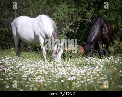 Weiße und schwarze spanische andalusische Pferde grasen auf einer Ringelwiese. Stockfoto