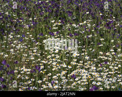 Wiese mit wilder Kamille und Viper's bugloss oder blueweed in einer Bergkette. Stockfoto