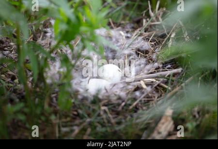 Barnacle Gans Nest mit Eiern, selektiver Fokus, zwei weiße Eier Stockfoto