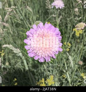 Im Gras blüht eine Knautia arvensis Stockfoto