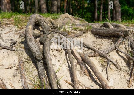 Oberfläche Baumwurzeln am Kiefernwald. Fixierung von Bäumen mit oberirdischen Wurzeln. Stockfoto