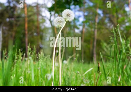 Nahaufnahme von zwei miteinander verflochtenen Elendelionen im Wald. Romantisches Beziehungskonzept. Stockfoto