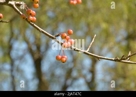 An sonnigen Tagen hängen einige reife Beeren auf dem Ast Stockfoto
