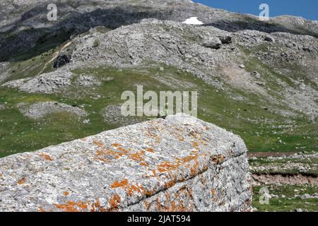 Polizei (Dolovi – planina Visočica, Konjic, Bosnien und Herzegowina – 2022. Mai: Mittelalterliche Grabsteine / Stećci auf Nekropole Polizei.. Als Nation geschrieben Stockfoto