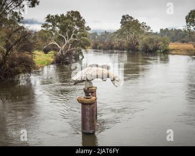 Murray Cod (Maccullochella peelii) Skulptur in der Mitte des Murray River in Tintaldra, Victoria. Stockfoto