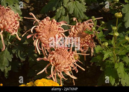 Drei braune Chrysantheme blühen wie Spinnen im Garten am Herbsttag Stockfoto