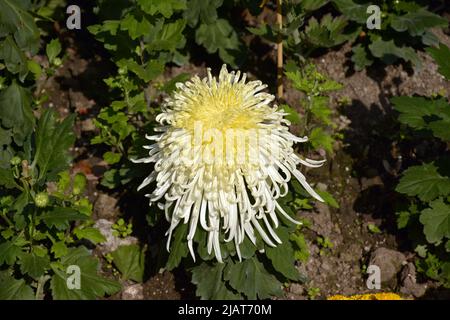 An sonnigen Tagen blüht eine einzelne hellgelbe Chrysantheme auf dem Boden Stockfoto