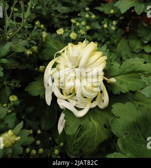 Eine isolierte, hellgelbe Chrysantheme-Knospe, die bereit ist, im Garten zu blühen Stockfoto