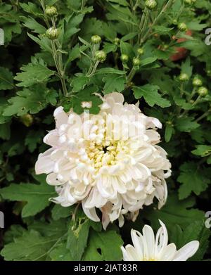 Weiße Chrysantheme blühen im Busch im Garten Stockfoto