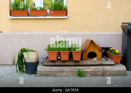 Vorbereitung auf eine saisonale Transplantation von Pflanzgefäßen, Blumenerde, Kelle und Pflanzen. Pflanzen im Garten Konzeptfoto. Hohe Qualität Stockfoto