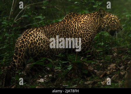 Asiatischer Leopard (Panthera pardus) aus dem Kabini-Nationalpark, Indien Stockfoto