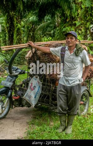 Provinz Nord-Sumatra, Indonesien am 31. Mai 2022. Während der Erntezeit auf einer Plantage im Dorf Bandar Setia, PerCut sei Tuan, Provinz Nord-Sumatra, Indonesien, wird ein Arbeiter gesehen, der am 31. Mai 2022 Palmöl-Früchte auf eine Pediküre lad. Indonesische Kleinbauern-Plantagen verkaufen Ölpalmobst-Preise von 1,16 US-Dollar pro Kilogramm an die Hauptmühle, gegenüber dem bisherigen Preis von rund USD2,06. Foto von Aditya Sutanta/ABACAPRESS.COM Stockfoto