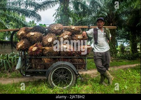 Provinz Nord-Sumatra, Indonesien am 31. Mai 2022. Während der Erntezeit auf einer Plantage im Dorf Bandar Setia, PerCut sei Tuan, Provinz Nord-Sumatra, Indonesien, wird ein Arbeiter gesehen, der am 31. Mai 2022 Palmöl-Früchte auf eine Pediküre lad. Indonesische Kleinbauern-Plantagen verkaufen Ölpalmobst-Preise von 1,16 US-Dollar pro Kilogramm an die Hauptmühle, gegenüber dem bisherigen Preis von rund USD2,06. Foto von Aditya Sutanta/ABACAPRESS.COM Stockfoto